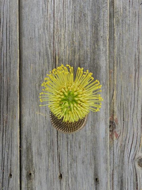 PINCUSHION YELLOW PROTEA